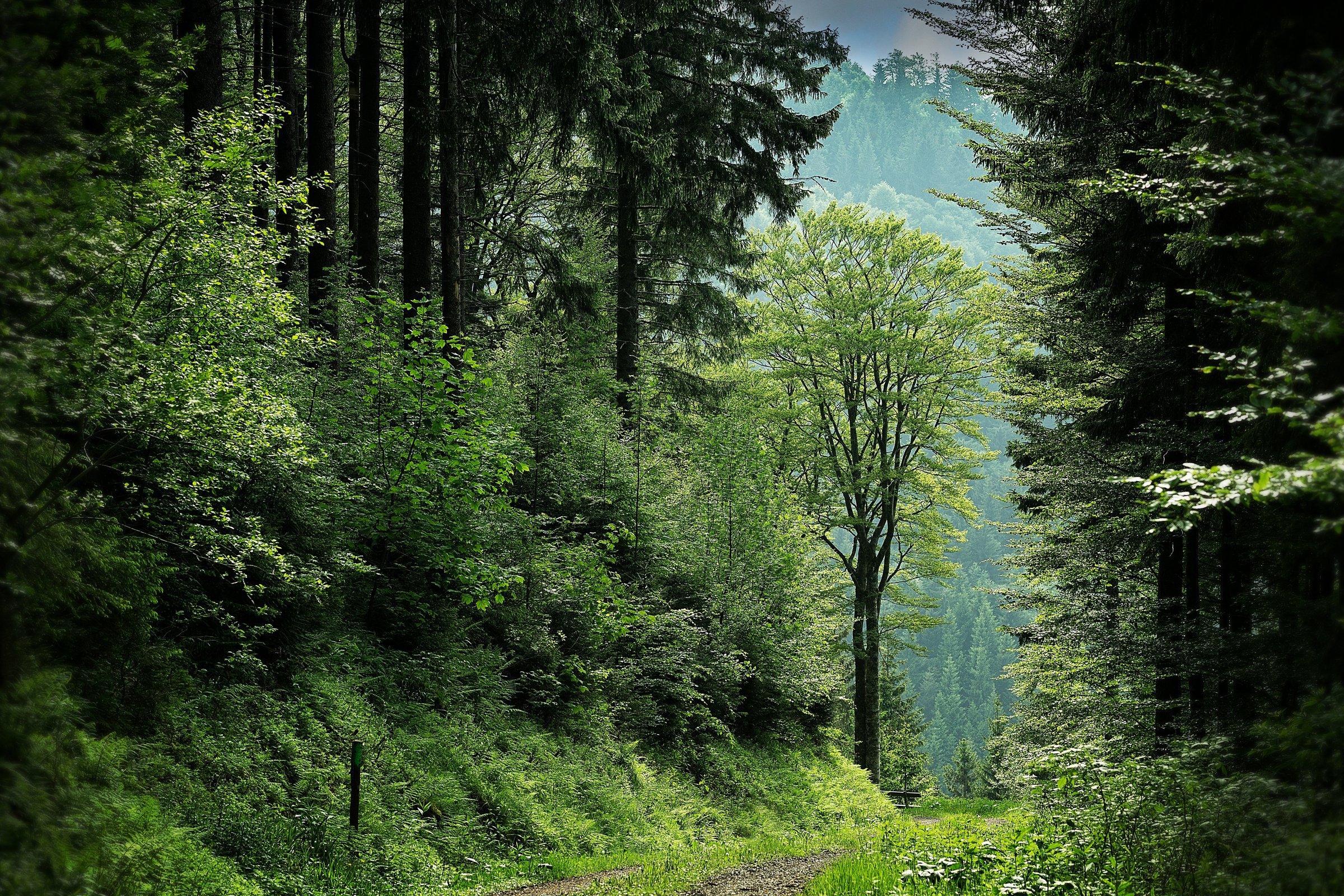 Black Forest Path